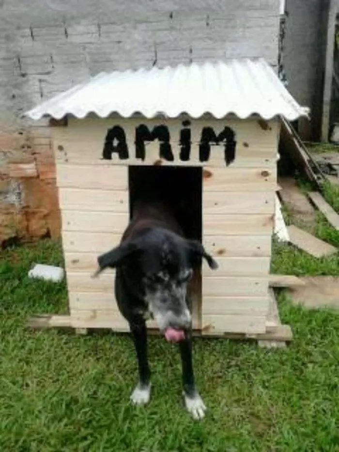 Cachorro ra a não sei especificar idade 4 anos nome mima