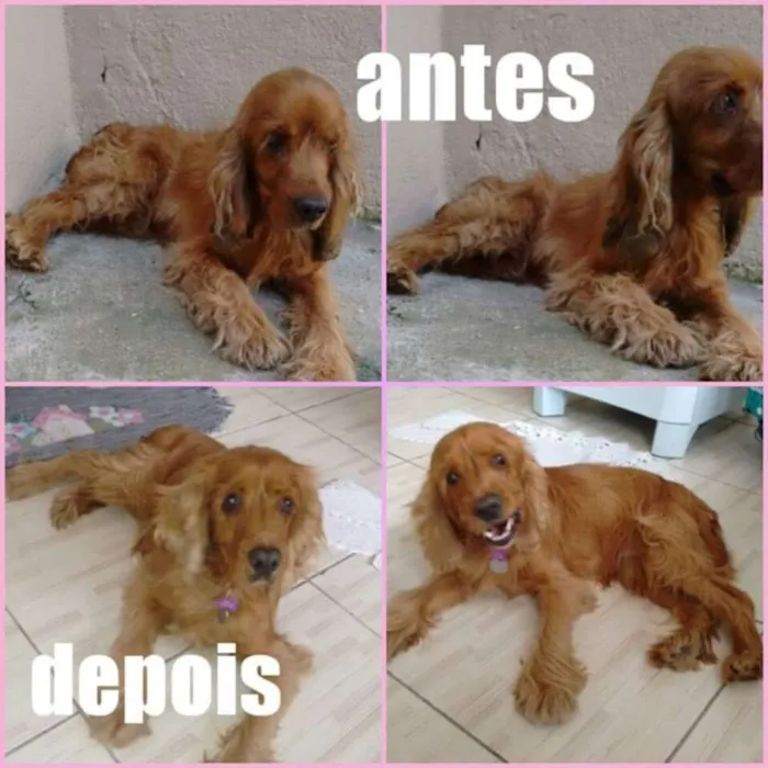 Cachorro ra a cocker idade 6 ou mais anos nome Margot