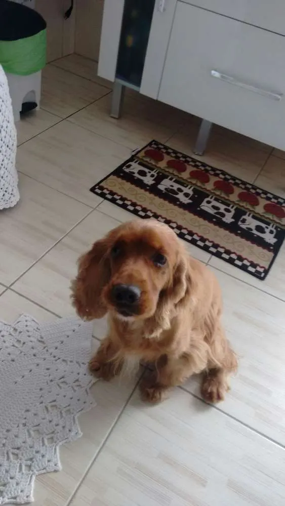 Cachorro ra a cocker idade 6 ou mais anos nome Margot
