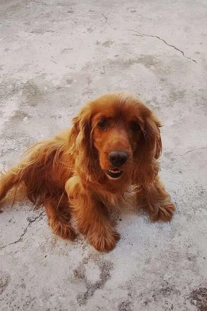 Cachorro ra a cocker idade 6 ou mais anos nome Margot