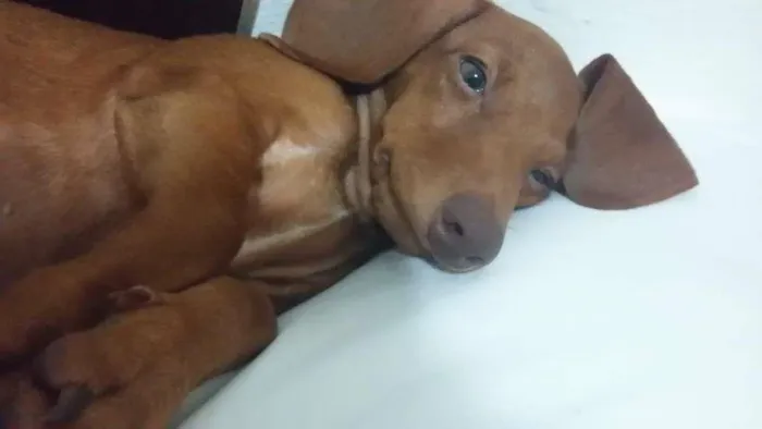 Cachorro raça Dachshund (Salsicha) idade 2 a 6 meses nome Neguinha