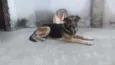 Susi