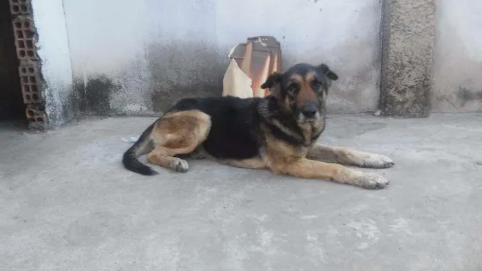 Cachorro raça Pastor idade 5 anos nome Susi