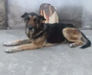 Cachorro raça Pastor idade 5 anos nome Susi