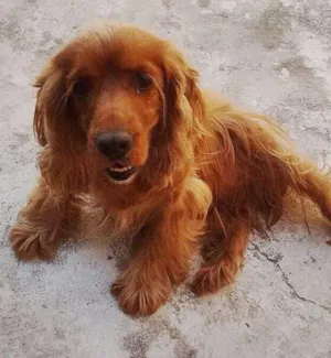 Cachorro raça cocker idade 6 ou mais anos nome Margot