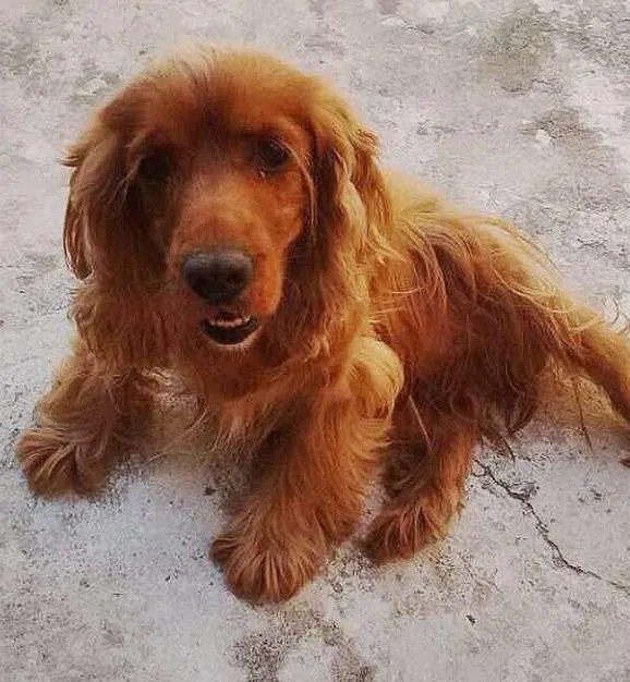 Cachorro ra a cocker idade 6 ou mais anos nome Margot