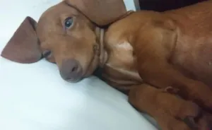 Cachorro raça Dachshund (Salsicha) idade 2 a 6 meses nome Neguinha