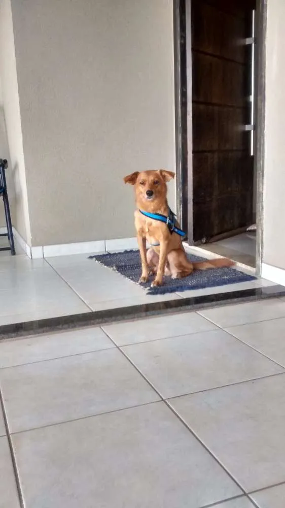 Cachorro ra a Indefinida idade 3 anos nome Spike