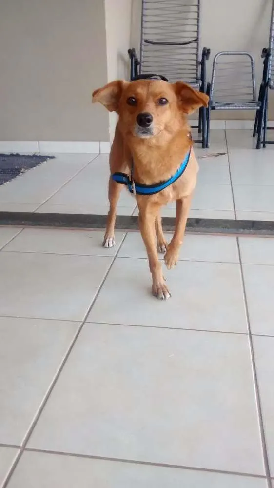 Cachorro ra a Indefinida idade 3 anos nome Spike