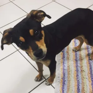 Cachorro raça Vira lata idade 7 a 11 meses nome Kibe