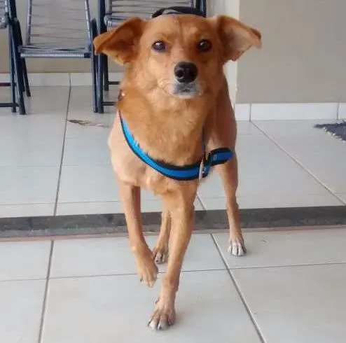 Cachorro ra a Indefinida idade 3 anos nome Spike