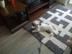 Cachorro raça Lhasa Apso idade 7 a 11 meses nome Koda