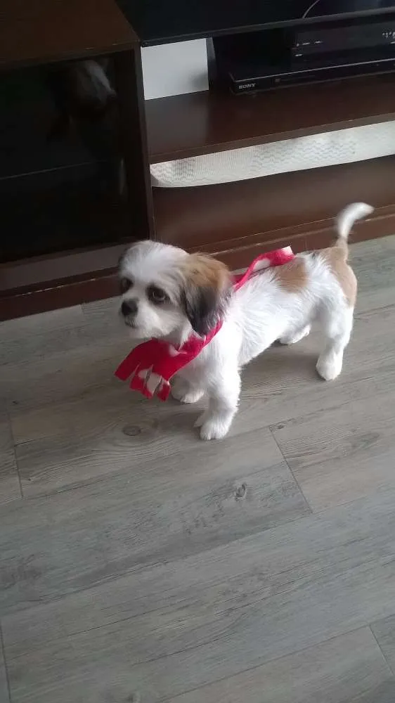 Cachorro ra a Lhasa Apso idade 7 a 11 meses nome Koda