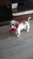 Koda