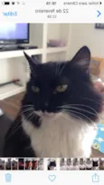 Kikito