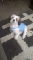 Koda