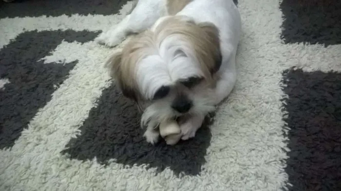Cachorro ra a Lhasa Apso idade 7 a 11 meses nome Koda