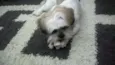 Koda
