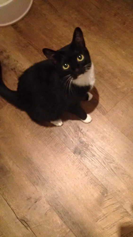 Gato ra a Sem raça  idade 5 anos nome Frida
