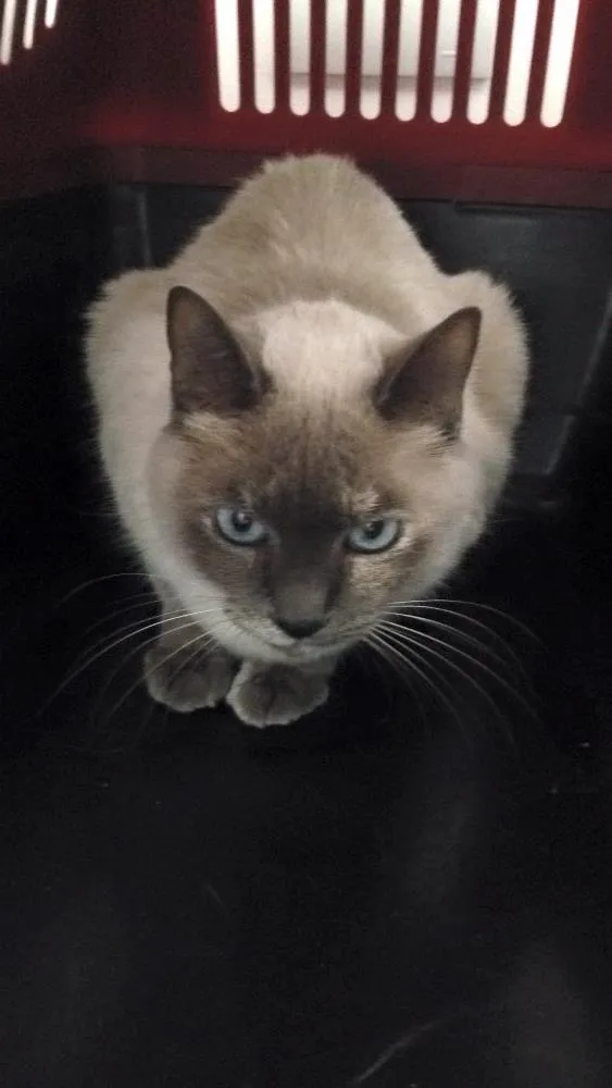 Gato ra a Sem raça  idade 6 ou mais anos nome Forance