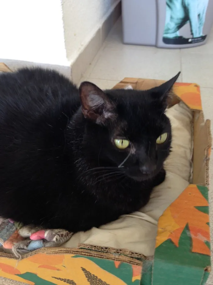 Gato ra a Sem raça  idade 6 ou mais anos nome Zimba