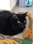 Zimba