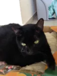 Zimba