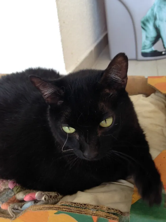 Gato ra a Sem raça  idade 6 ou mais anos nome Zimba