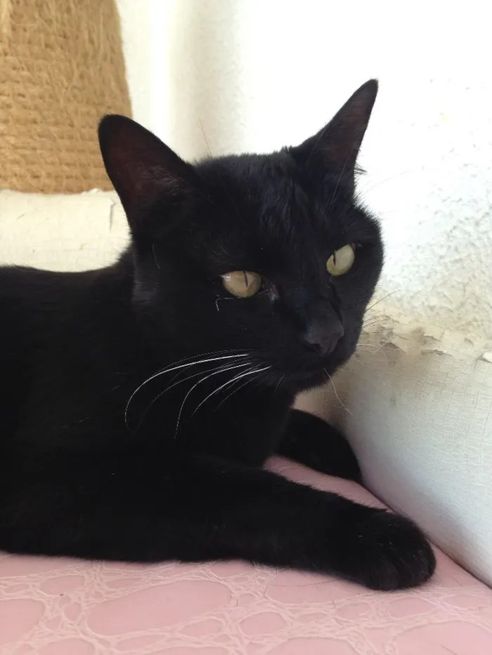 Gato ra a Sem raça  idade 6 ou mais anos nome Diana