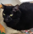 Zimba