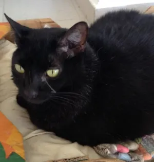 Gato raça Sem raça  idade 6 ou mais anos nome Zimba