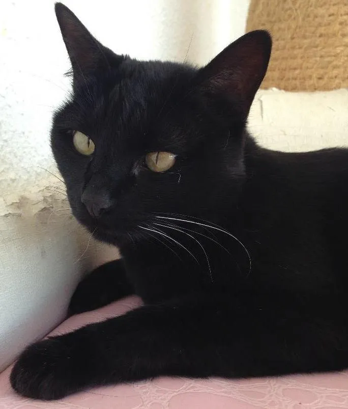 Gato ra a Sem raça  idade 6 ou mais anos nome Diana