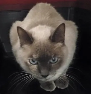Gato raça Sem raça  idade 6 ou mais anos nome Forance