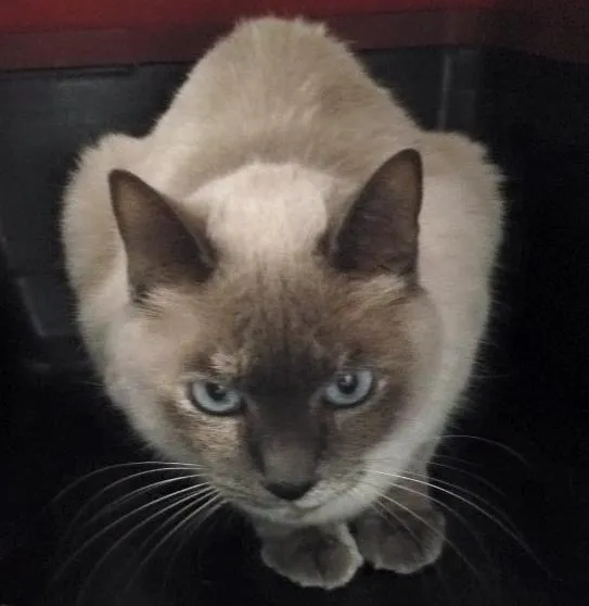 Gato ra a Sem raça  idade 6 ou mais anos nome Forance