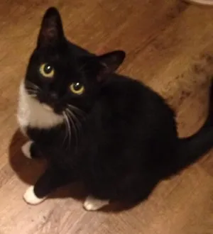 Gato raça Sem raça  idade 5 anos nome Frida