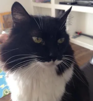 Gato raça Sem raça  idade 6 ou mais anos nome Kikito