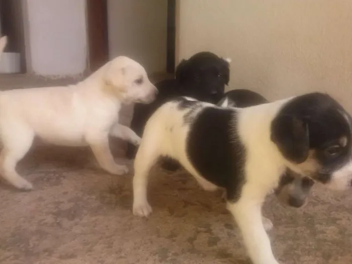 Cachorro ra a Vira Lata idade Abaixo de 2 meses nome Filhotes