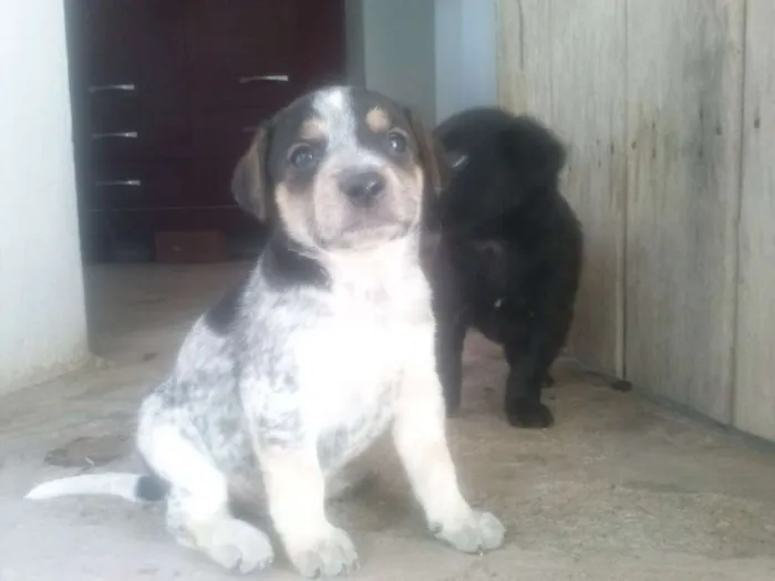 Cachorro ra a Vira Lata idade Abaixo de 2 meses nome Filhotes