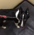 Nina