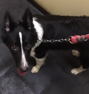 Cachorro raça Border Colie idade 7 a 11 meses nome Nina