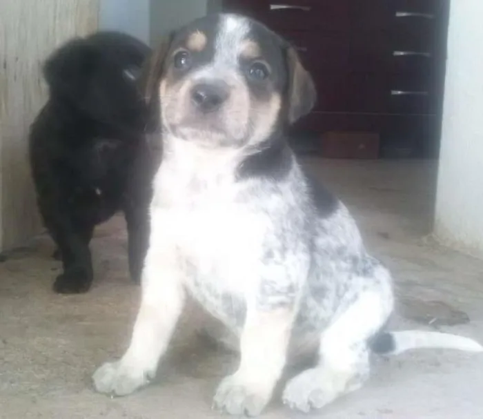 Cachorro ra a Vira Lata idade Abaixo de 2 meses nome Filhotes