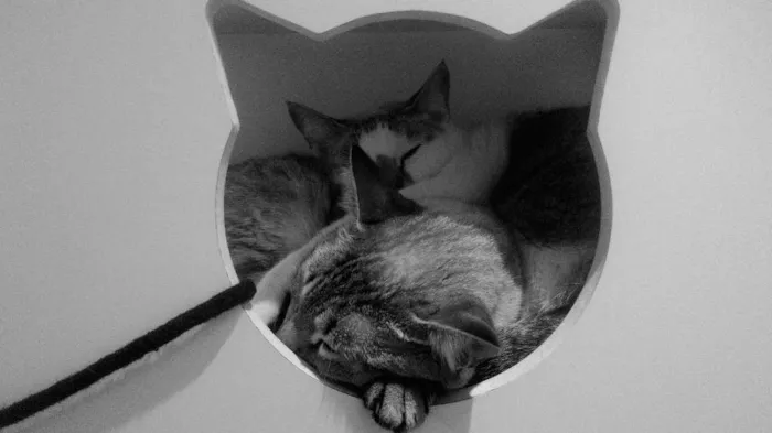 Gato ra a  idade 1 ano nome Margarida e Donatelo