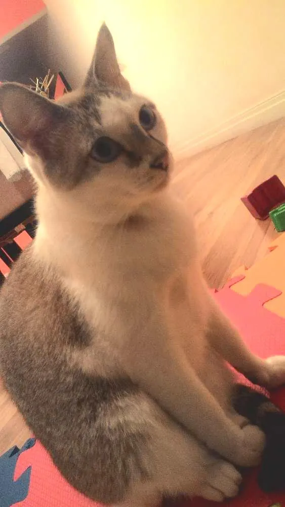 Gato ra a  idade 1 ano nome Margarida e Donatelo