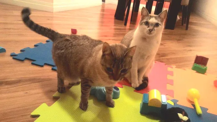Gato ra a  idade 1 ano nome Margarida e Donatelo