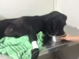 Esperança