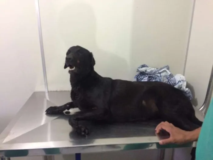 Cachorro raça Misturado com Labrador idade 2 anos nome Esperança