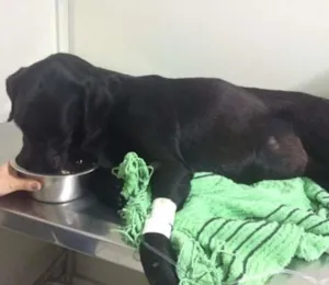 Cachorro raça Misturado com Labrador idade 2 anos nome Esperança
