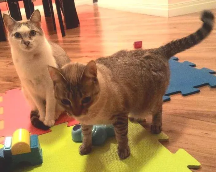 Gato ra a  idade 1 ano nome Margarida e Donatelo
