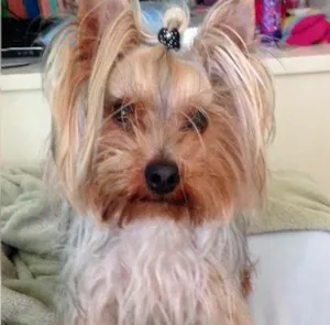 Cachorro raça Yorkishere idade 3 anos nome Freddy