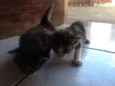 Felinoos 